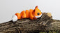 Snuggliez Baby Fuchs“  Flexi-Figur | Bewegliches Mini-Tier zum Spielen & Sammeln | CozyLabs Design